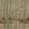 山东滨州3-5公分柳树,8-10公分柳树12公分柳树