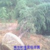雪松