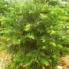 红豆杉盆景、金边桂花、竹柏、盆栽茶花、杜鹃花、八角金盆