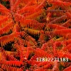 火炬树 河北火炬树 保定火炬树 河北火炬树 保定火炬树