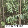 河北速生柳 河北速生柳 河北速生柳 河北保定速生柳苗木基地