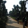 专供大型移栽香樟，香泡，骨架大栾树，