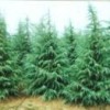 雪松。广玉兰。大叶女贞。