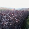 紫叶海棠-新苹红|123果树苗供应紫叶海棠|新苹红|果树苗