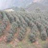 长期供应四川茶花