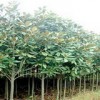 供应绿化苗木、望春玉兰、杜仲树、黄栌等