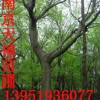 ★南京雪松垂柳广玉兰女贞枫香蜀桧朴树皂角等