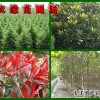农缘苗圃供应红叶石楠，广玉兰，雪松等苗木