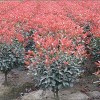 红叶石楠[30-300]冠..。独杆1-8公分红叶石楠