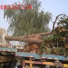 广玉兰