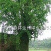 银杏树