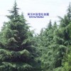 一至十米--雪松