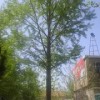 出售20公分以上银杏实生树