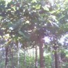 最新苗木供应信息