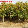 三岗环球苗木基地 大量供应各种规格的的绿化苗木：
