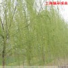 安徽三岗环球苗木基地 大量供应各种规格的的绿化苗木：