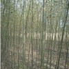 速生柳 速生柳价格 青皮柳 河北速生柳 河北苗木