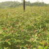 现有大量50~150公分高桂花苗出售，价格从优。