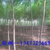 火炬树|河北火炬树|火炬树价格