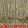 速生柳|河北速生柳|速生柳价格--河北省张氏苗圃
