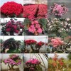 红豆杉盆景、金边桂花、竹柏、盆栽茶花、杜鹃花、八角金盆