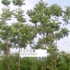 千头椿 河北千头椿 千头椿苗 千头椿价格