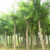 大量供应国槐 香花槐 栾树 白蜡 千头椿 等