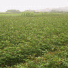 大量大红金花油茶籽另有大量50~150公分高桂花苗出售