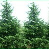天禧苗圃南京雪松黄连木蜀桧女贞玉兰石楠马褂木朴树龙柏等　