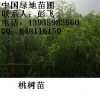 出售优质桃树苗，大规格桃树