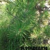 供应白皮松