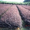 湖南红花继木、金叶女贞、桂花小苗、广玉兰、罗汉松、冬青