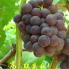 滕稔葡萄嫁接苗木，巨峰嫁接苗木，金银花苗木