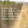 供应；紫穗槐，刺槐，侧柏，油松，黑松等（营养袋，裸根不限量）