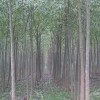 大量供应5—10公分，15公分柳树