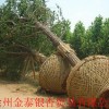 大量出售各种规格银杏树