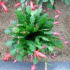 红豆杉盆景、金边桂花、竹柏、盆栽六角茶花、杜鹃花、八角金盆