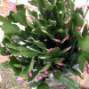 杜鹃花、君子兰、红豆杉、竹柏.金边桂花。茶花、蟹爪兰
