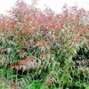 灌木，紫叶李，碧桃，榆叶梅
