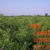 供应杏树苗，软枣苗，梨树苗，杜梨苗