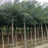 苗圃自产自销河北苗木