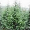 大量南京雪松广玉兰马褂木朴树皂角枫香桧柏等苗!