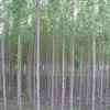 金季供应；速生杨，毛白杨，国槐，白蜡，臭椿，柳树