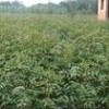 核桃苗，山桃山杏，苹果苗，山楂苗，花椒苗