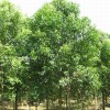 大量供应广玉兰、香樟、女贞、桂花。