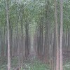 供应大柳树苗