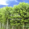 自产自销河北绿化苗木 销售热线：15932175871