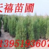 南京苗圃★优惠南京雪松女贞黄连木蜀桧马褂木广玉兰石楠朴树等★