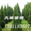 ★南京雪松|雪松价格|广玉兰|马褂木女贞|朴树桧柏等苗