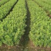 供应杜鹃、红叶石楠、红花继木、月月桂、大小叶栀子、月季